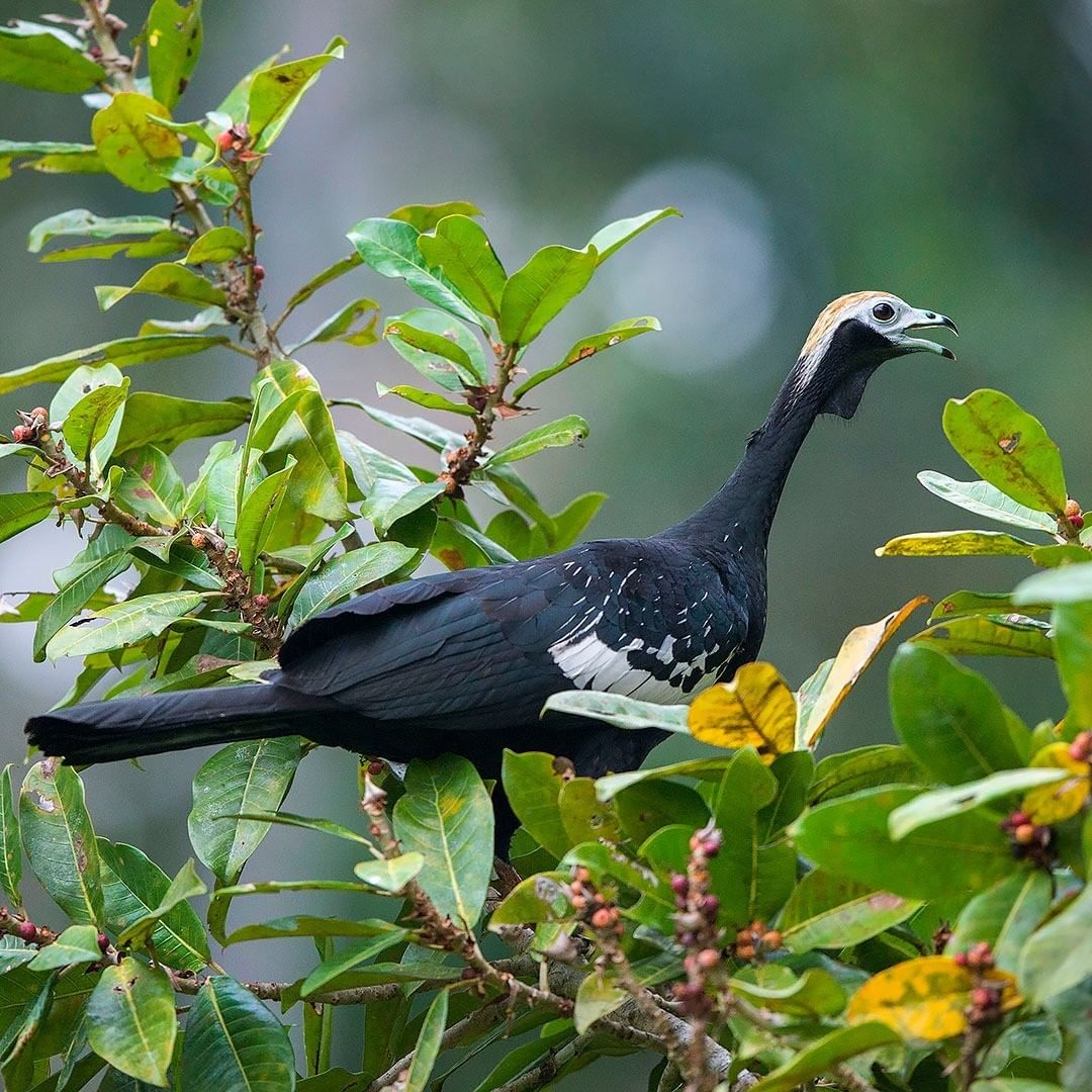 Birding Manu Expeditions Tambopata