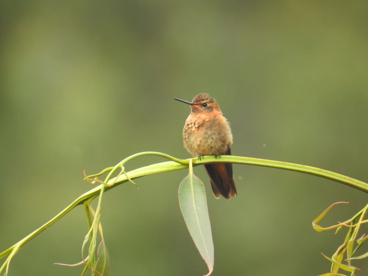 cusco birding Huacarpay tour