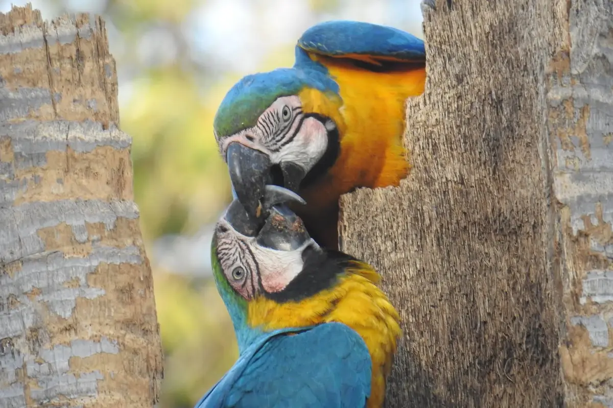 Manu National Park Tours