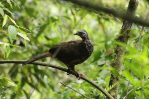 Birding Machu Picchu Cusco