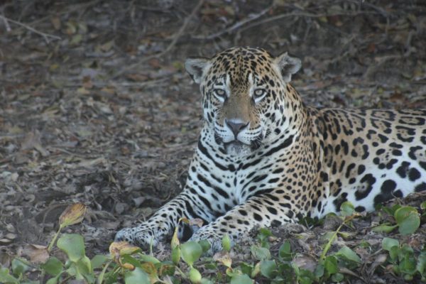 Jaguars Tours Brazil Pantanal