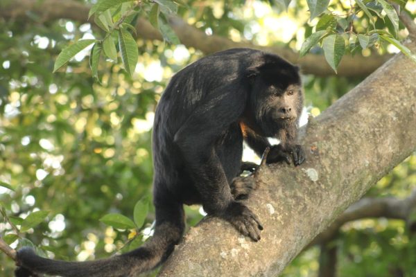 Monkeys Photo Tours Wildlife Brazil Expeditions