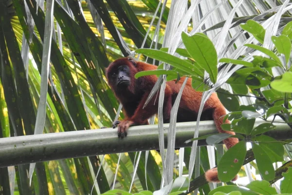 Puerto Maldonado Amazon Tour Selva Adventures