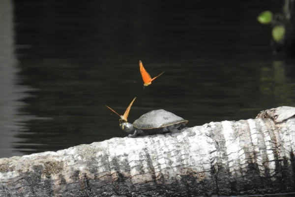 Sandoval Lake Tambopata, Amazon Tour