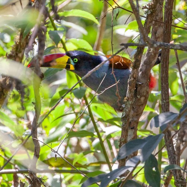 manu tours birding cusco