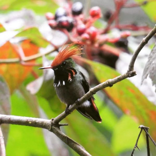 manu tours birding cusco