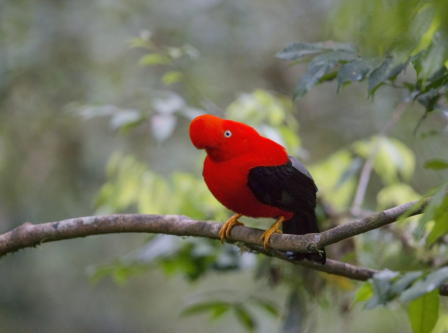 manu tours birding cusco